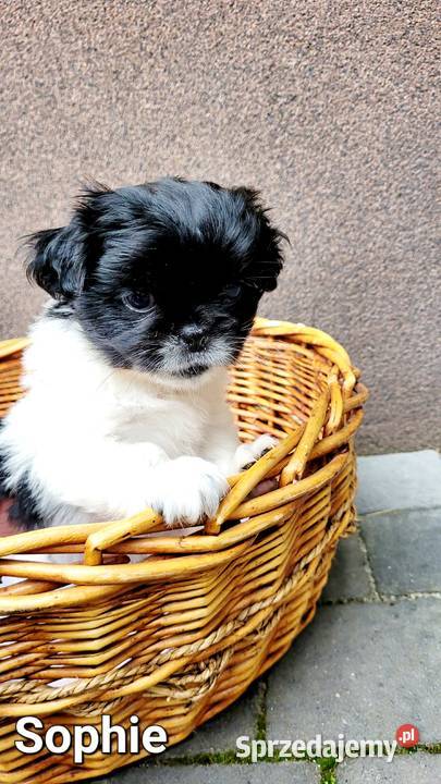 Śliczne Shih Tzu maluchy wychowane w domu Psy Bochnia