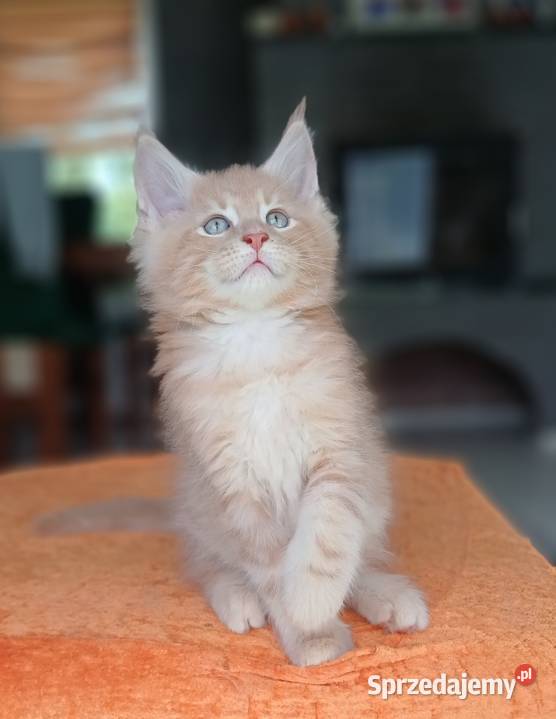 Maine Coon kocurek ds25 rodowód FPL Olkusz