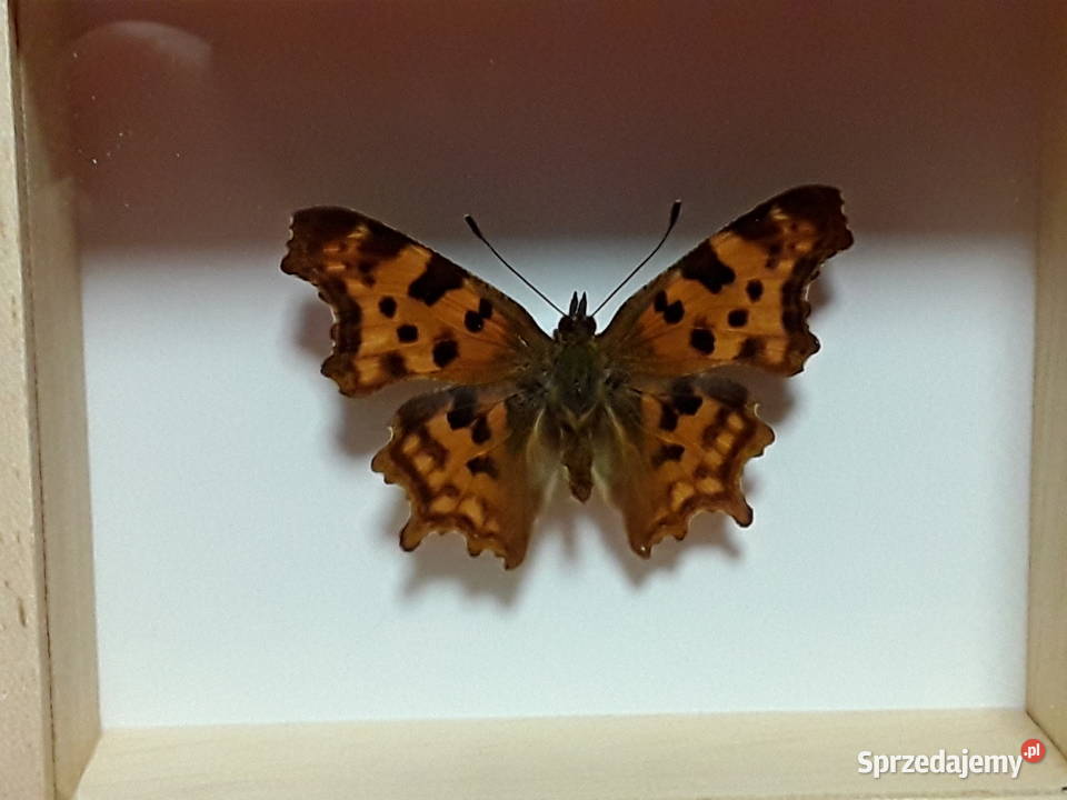 Motyl w ramce 10 x 8 Polygonia calbum L Antyki, Sztuka, Kolekcje zachodniopomorskie Szczecin