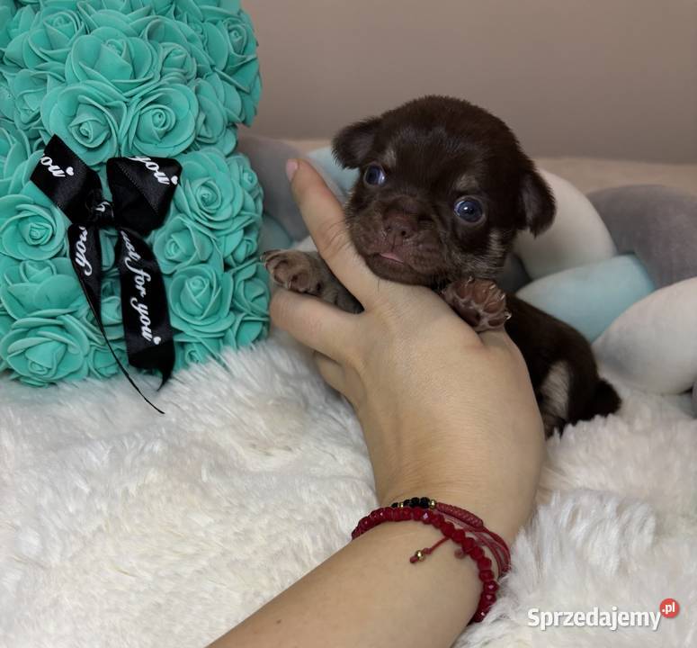 Chihuahua długowłosy piesek choco tan badania Chihuahua