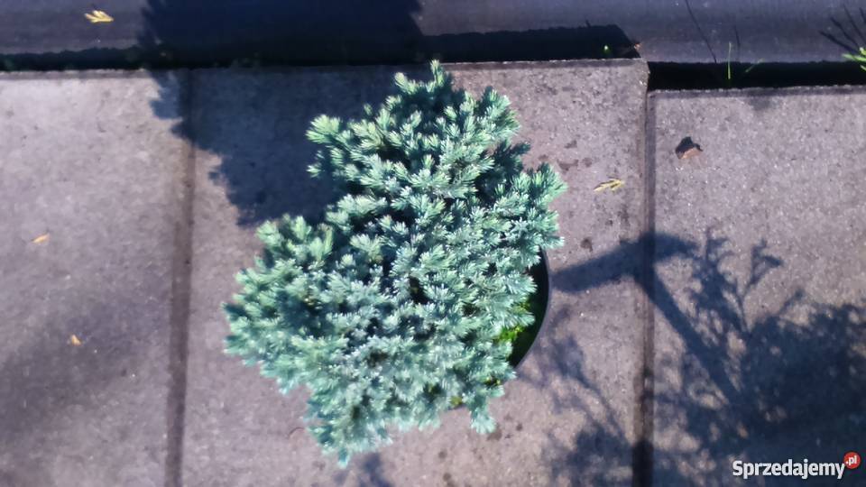 Jałowiec łuskowaty Blue Star Juniperus squamata Garlica Duchowna