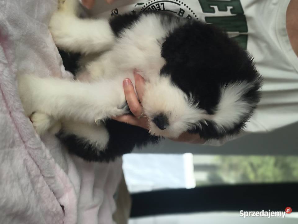 Bearded collie szczeniaki FCI zachodniopomorskie Stargard