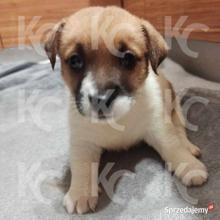 Jack Russell Terrier szczenięta szorstkowłose Wodzierady