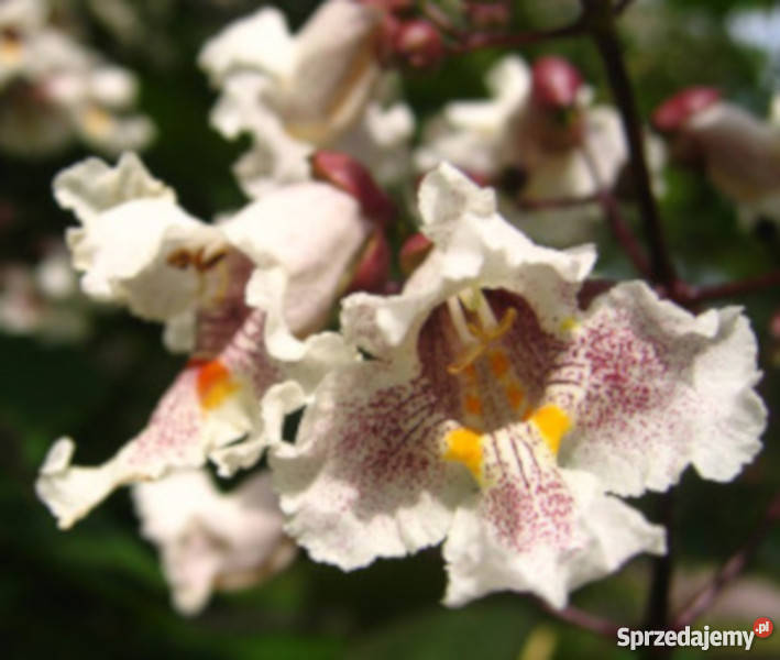 SURMIA Katalpa MIODODAJNA sadzonki w doniczkach Ustronie sprzedam