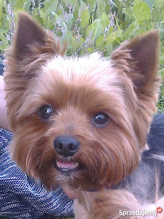 yorkyorki yorkshire terrier szczeniak szczeniaki podkarpackie Rzeszów