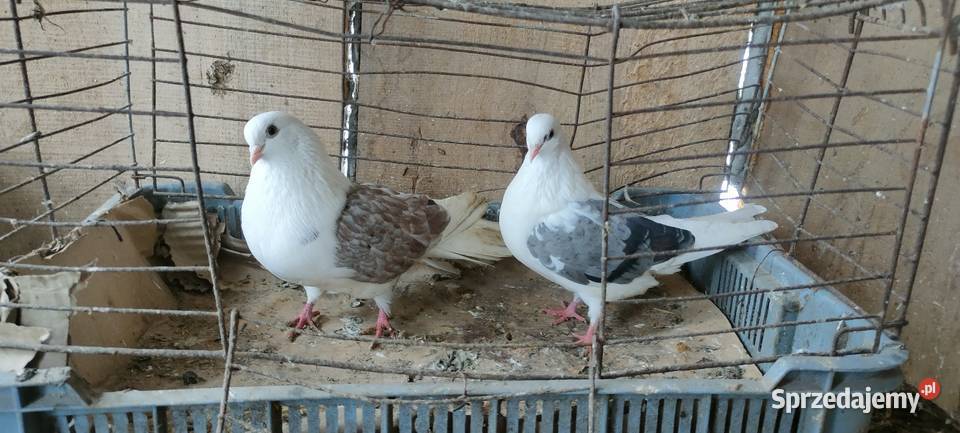 Sprzedam gołębie orliki i mewki Tokarówka sprzedam