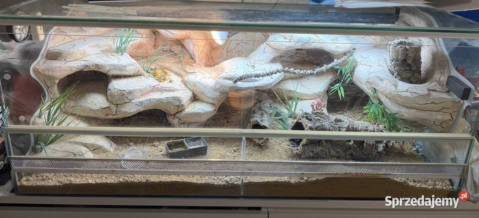 Agama karłowata z terrarium Gady i płazy