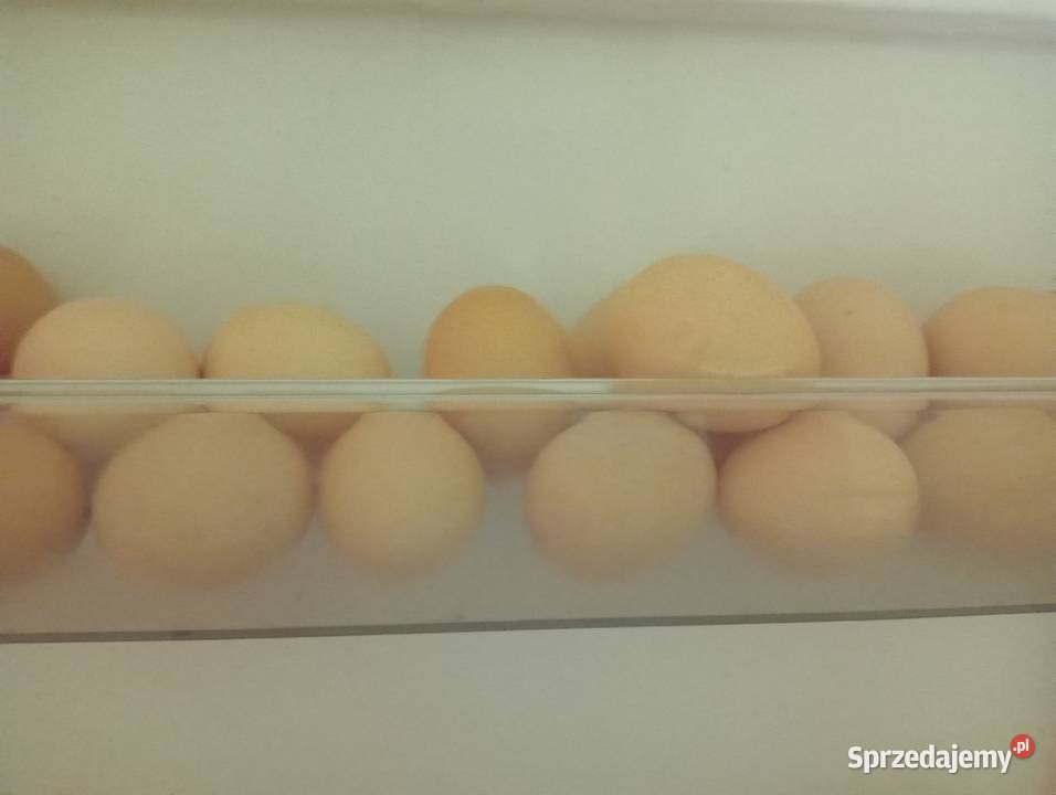 Jaka Jajka wiejskie z wolnego wybiegu Jasienica Rosielna