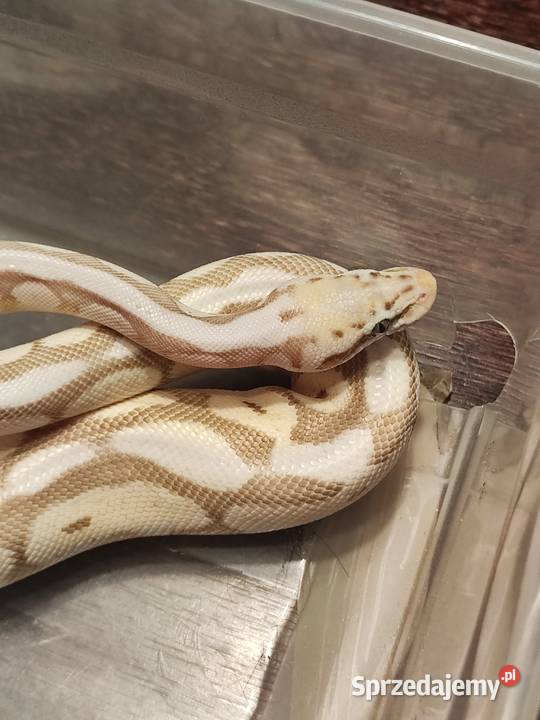 Pyton królewski Samica queen bee yellow belly sprzedam