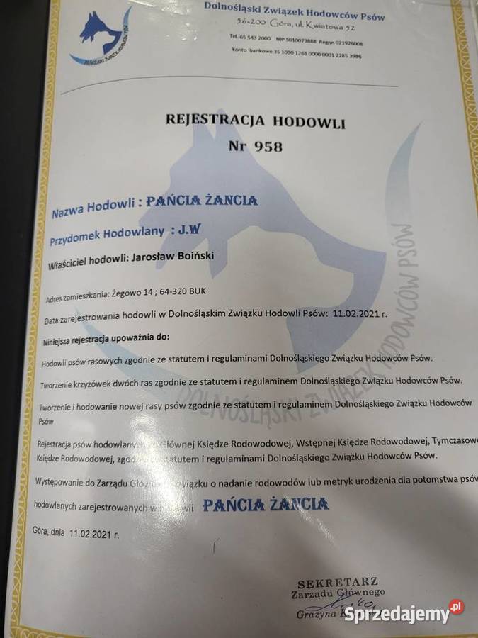 Akita Inu rodzicach FCI wielkopolskie