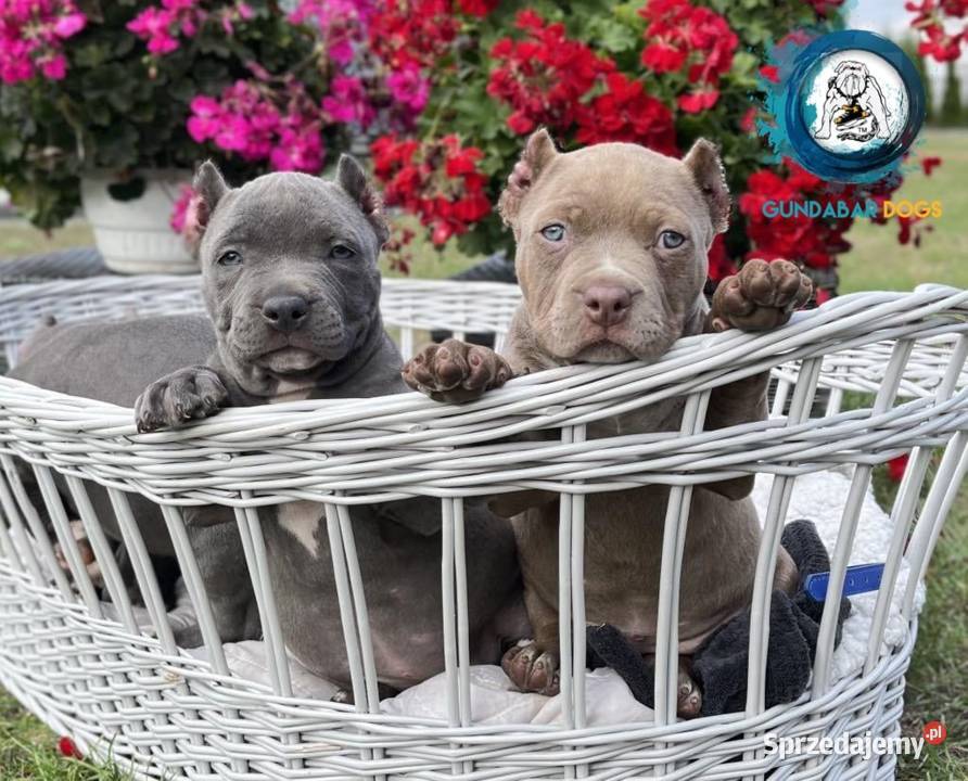 suczka AMERICAN BULLY ABKC Koło sprzedam