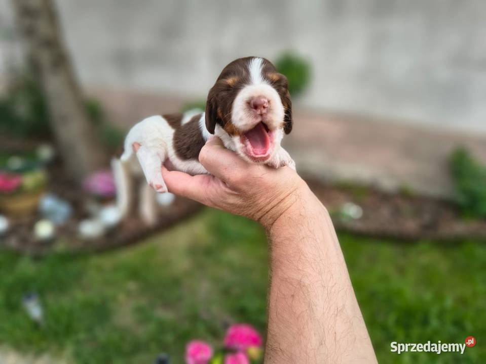 Jamnik długowłosy Piebald Choco Czekoladowy łódzkie Żychlin