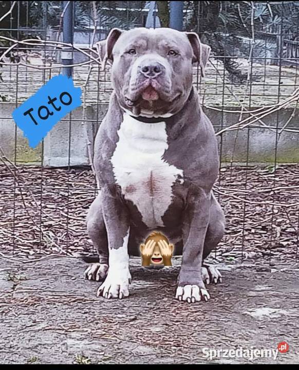 American staffordshire terrier Brzeg