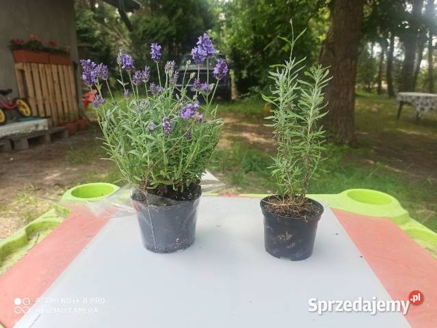Lawenda lekarska wąskolistna Sadzonki kwiaty Korczew
