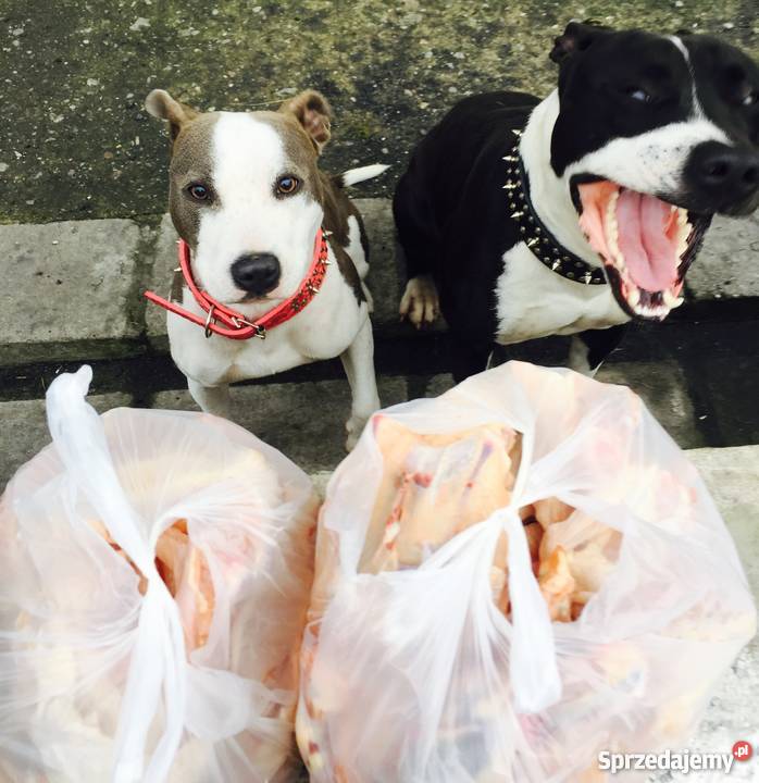 Oddam parę Amstaffów dolnośląskie