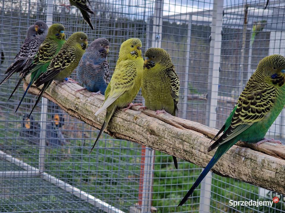 papużka falista blackface łatwo się oswaja może sprzedam