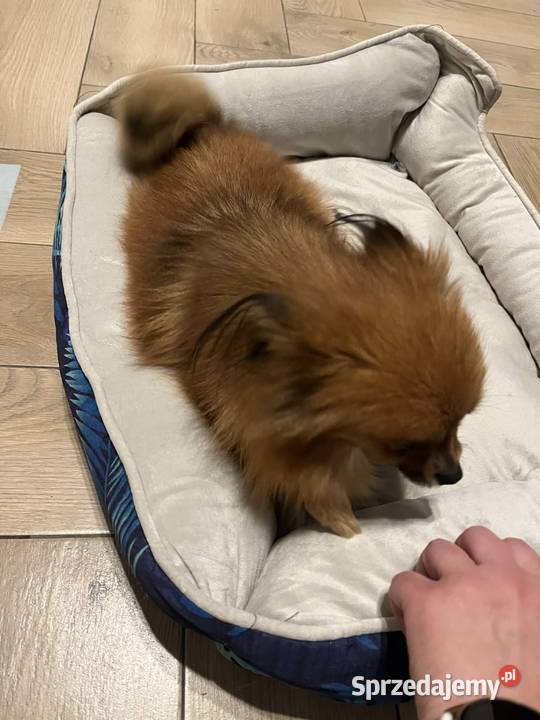 szpic miniaturowy suczka Skalbmierz