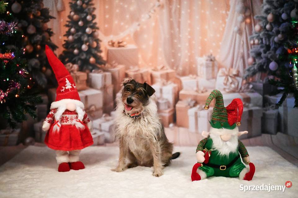 Świąteczne sesje zdjęciowe Fotograf Poznań