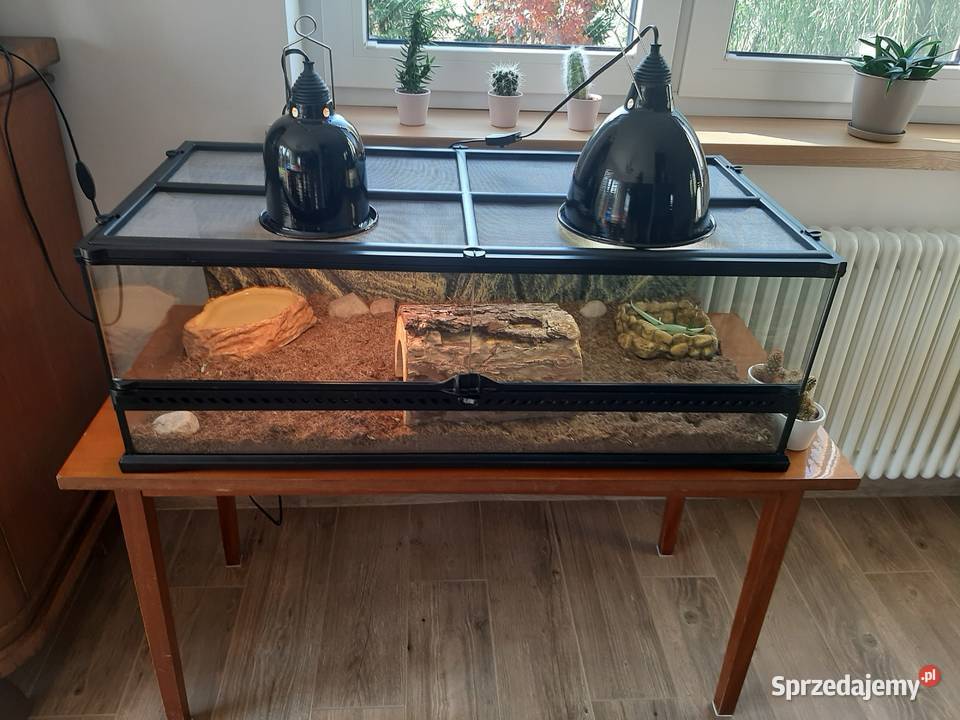 żłów lądowy grecki plus wyposażone terrarium Minikowo