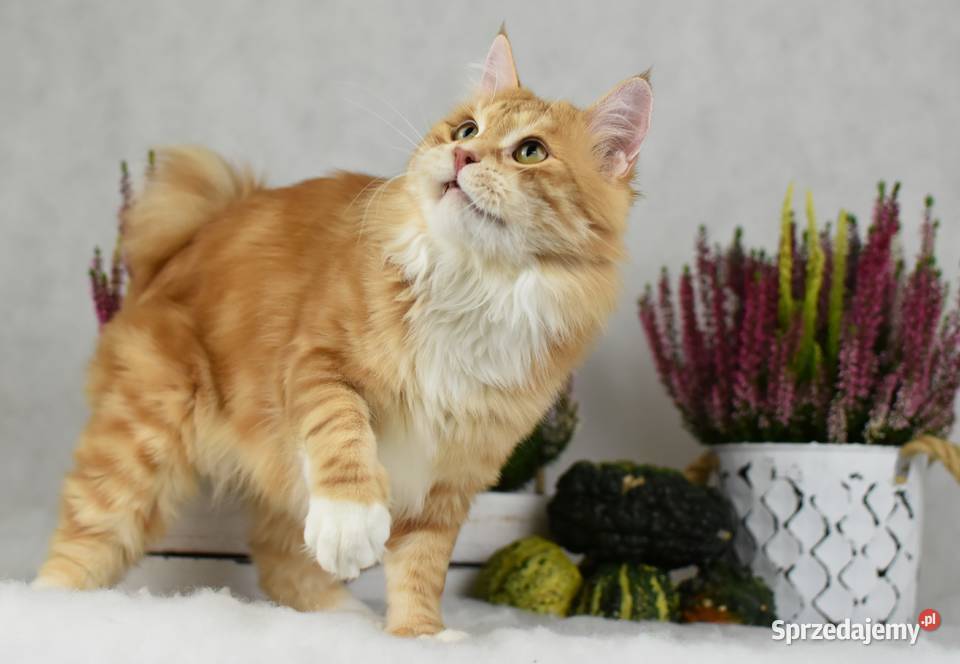 Kurylski Bobtail Kocięta Rodowód FPL Szamocin