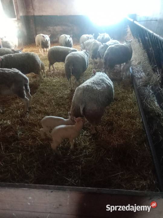Sprzedam stado owiec rasy Texel Suwałki