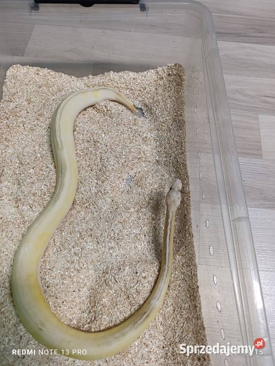 Pytony królewskie Gady i płazy Częstochowa