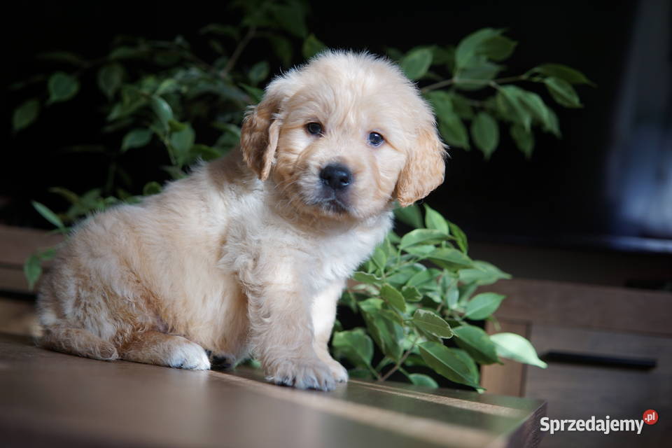 Szczeniak Golden Retriever podkarpackie Rzeszów