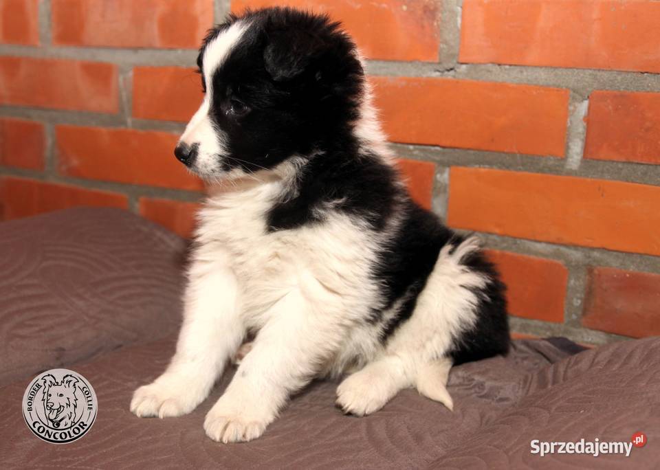 Border Collie szczeniak czarnobiały tricolor Jastrzębia