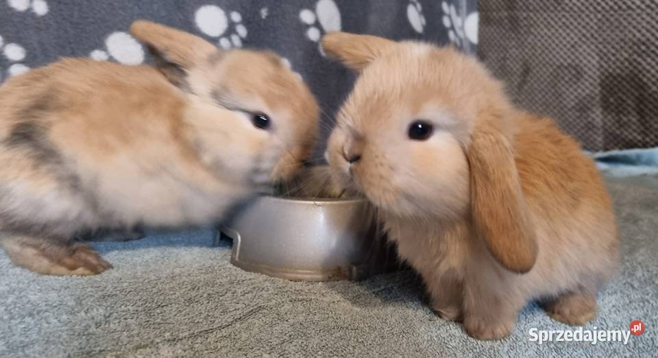 Królik baranek mini lop Pyrzowice