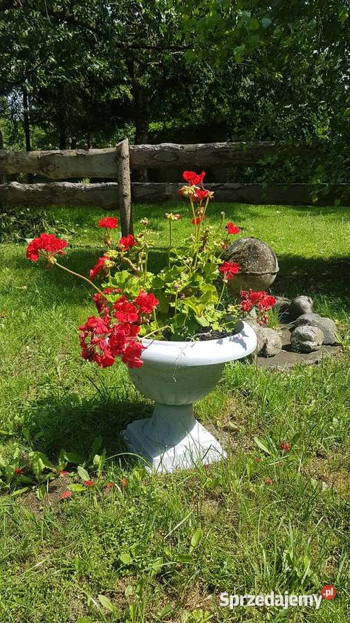 pelargonia Białogard