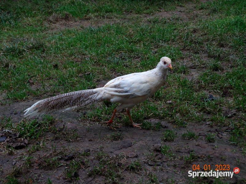 Sprzedam Bażanty Brzoskwiniowe Bażant splash wielkopolskie Gostyń