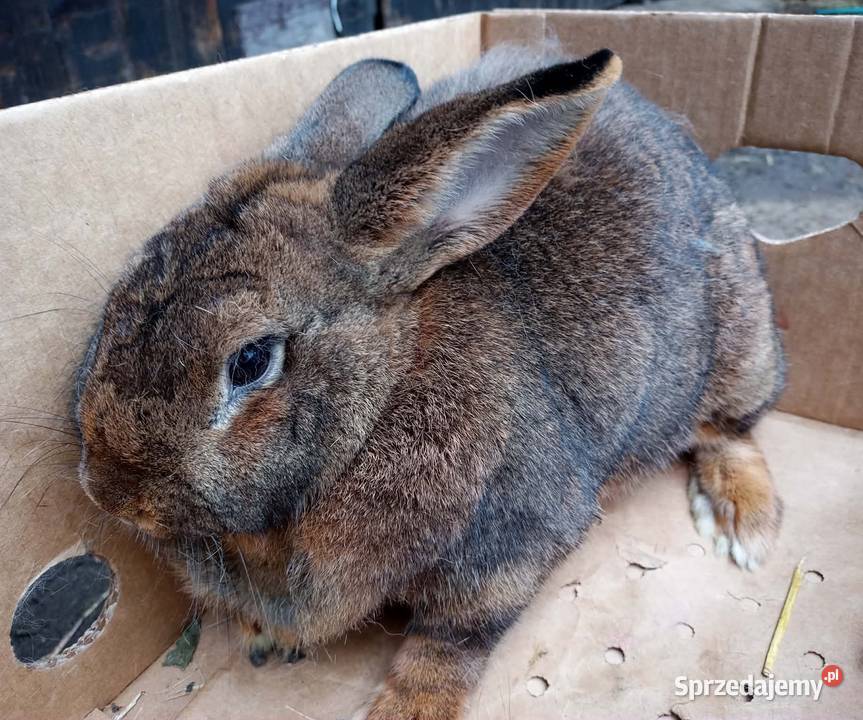 Królik dorosła samica wielkopolskie Dębicze sprzedam