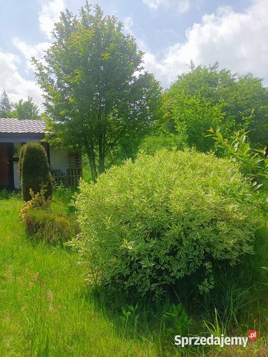 Działka ROD Słoneczne Wzgórze Lublin na sprzedaż