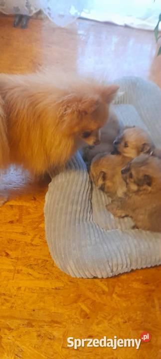 Szpic miniaturowy pomeranian Psy