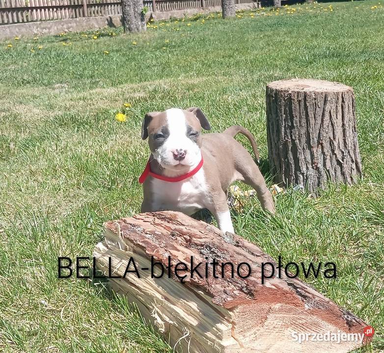 American Staffordshire Terrier Białystok