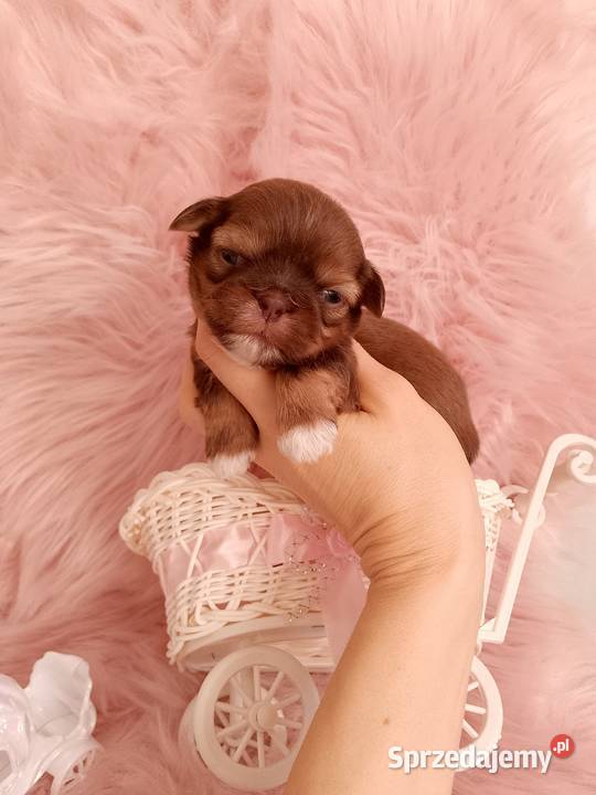 Czekoladowa suczka rasy ShihTzu Shih Tzu opolskie Namysłów