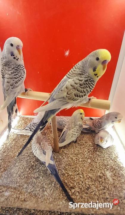 Papugi faliste Tcb Ostrów Wielkopolski sprzedam