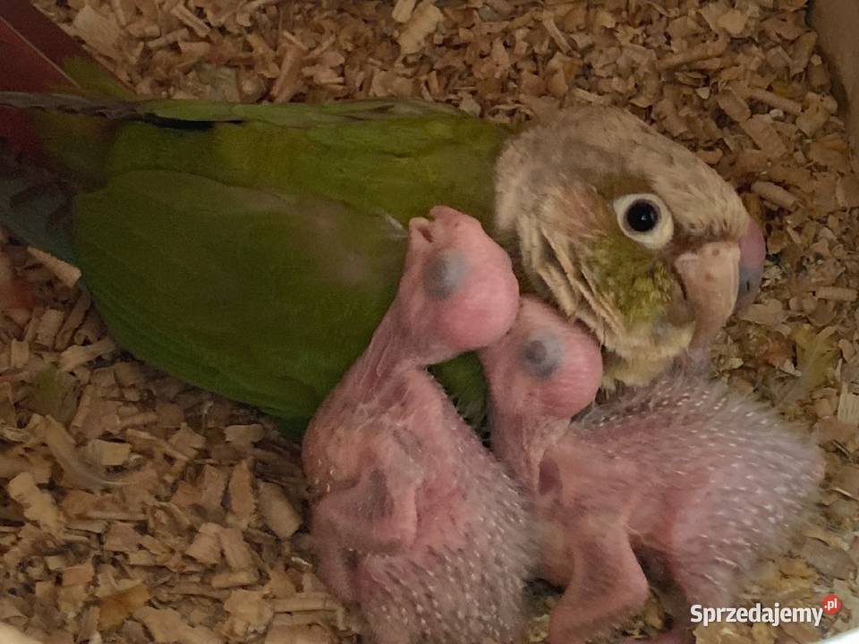 Rudosterki pinaple zielone czerwone pary lęgowe Szaflary