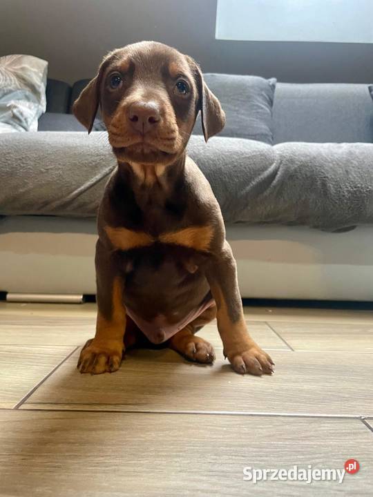 Doberman Romanów sprzedam