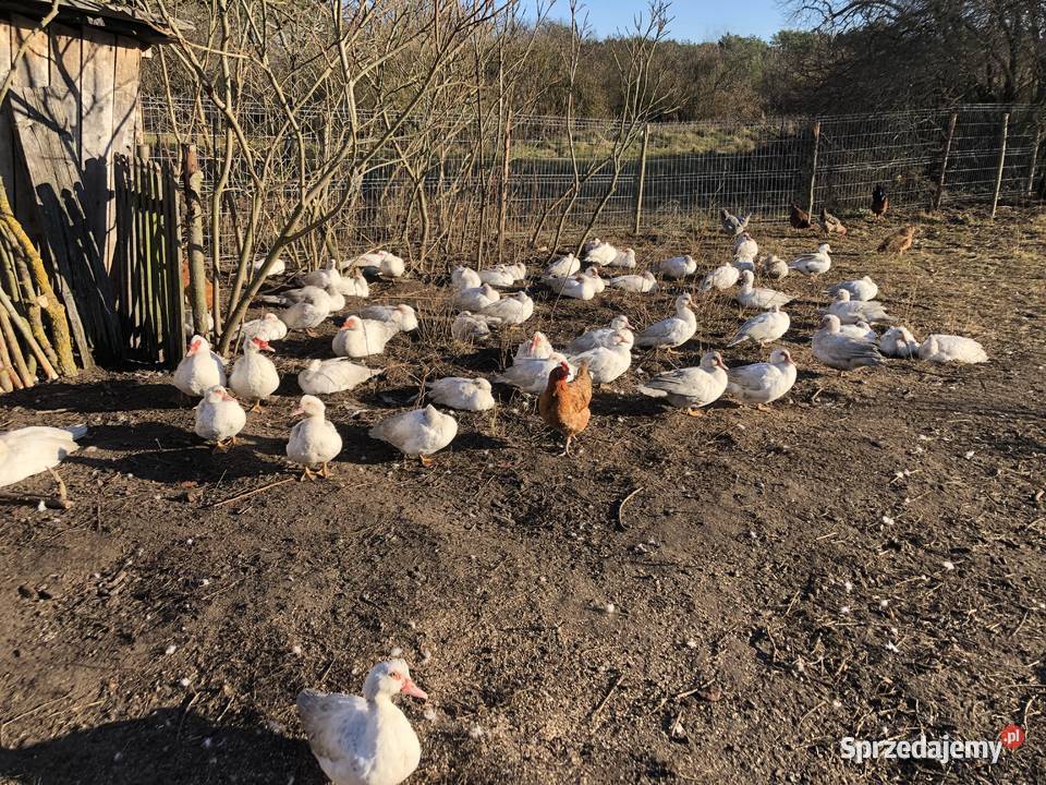 Dorosłe kaczki piżmowe z poprzedniego roku Nowa Korzeniówka