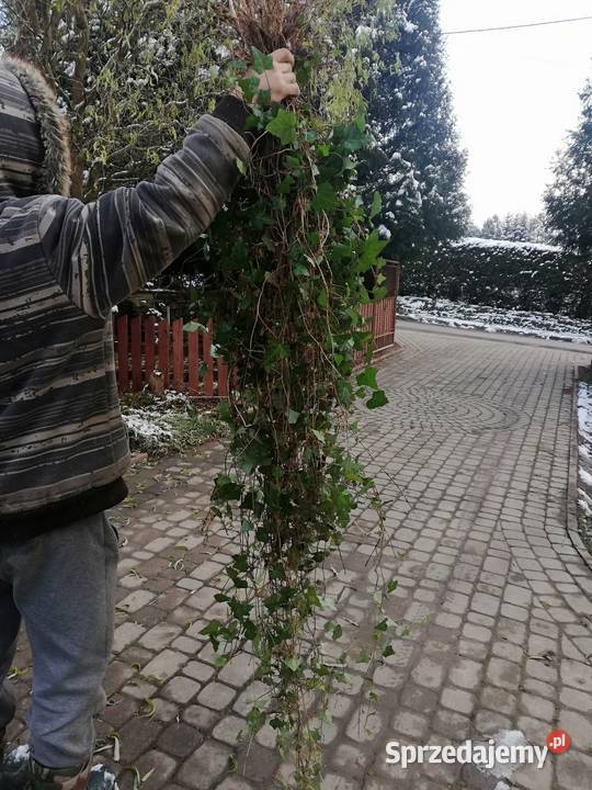Bluszcz Hedera Helix roslina okrywowa na pergole Jasło