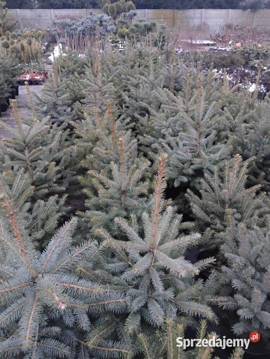 Świerk kłujący choinka choinki
