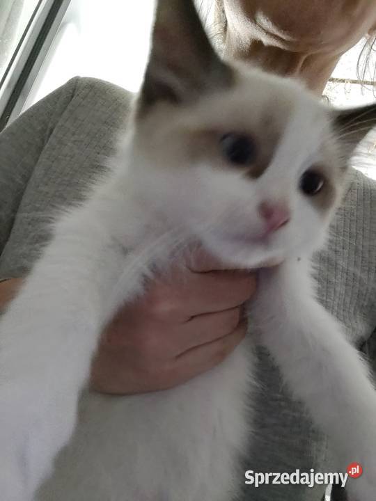 Kocięta ragdoll z rodowodem sprzedam