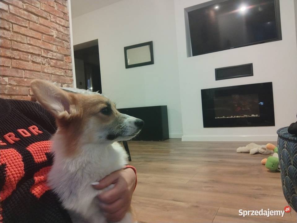 Welsh Corgi Pembroke FCI Pozostałe śląskie Panki