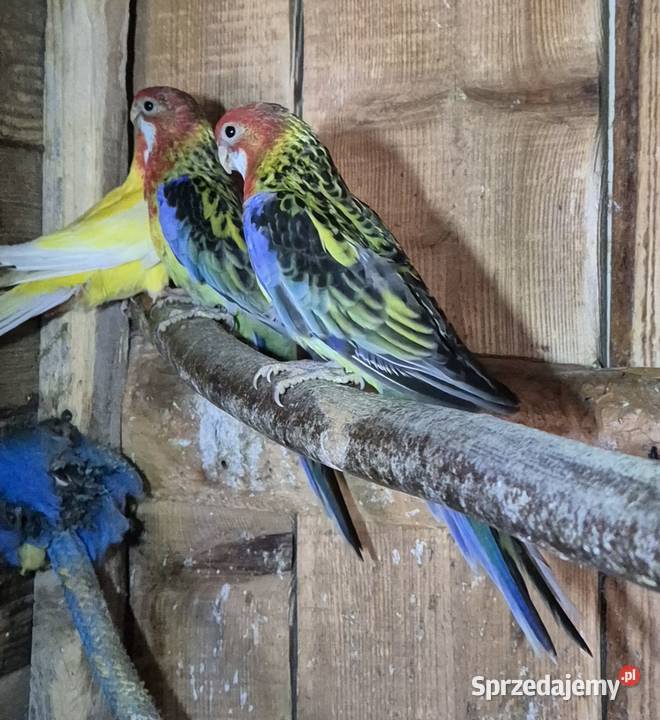 Papugi rozele Szufnarowa