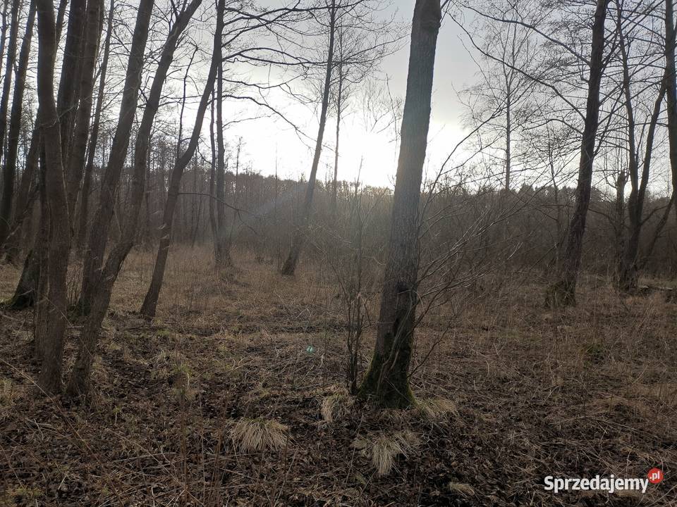 Działka zadrzewiona zakrzewiona Chobielin sprzedam