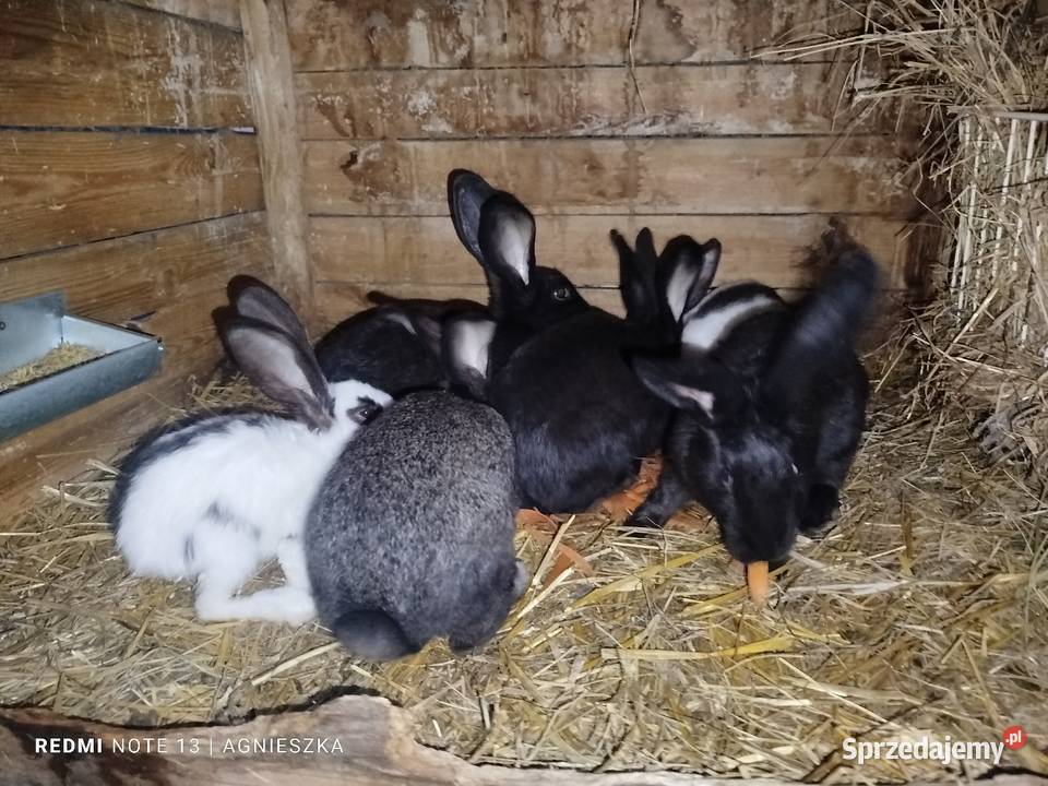 Króliki rasowe i hodowlane Dylągowa sprzedam