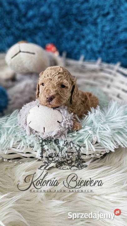 Pudel ToyMiniatura Badania Genetyczne PASZPORT Sędziejowice