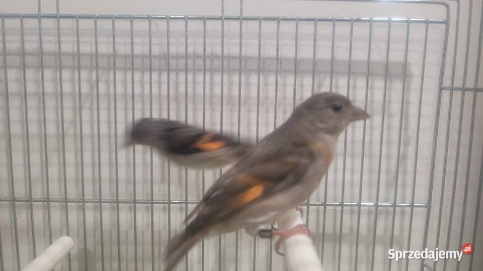 Czyżyki czerwone kapucynek Wieliczka sprzedam