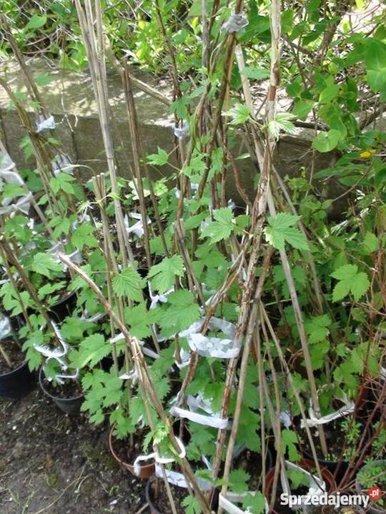 CHMIEL zwyczajny lubelski kujawsko-pomorskie Bydgoszcz